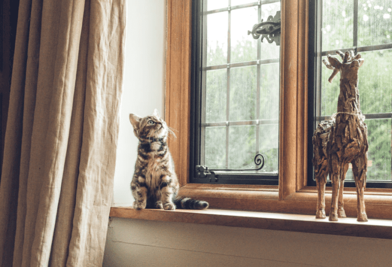 I Just Adopted a Cat and Now What? (Checklist and Solutions to Common Problems)