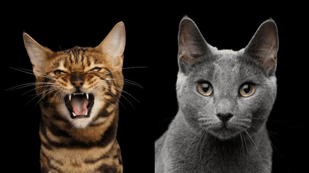 Bengal VS Russian Blue Cats.