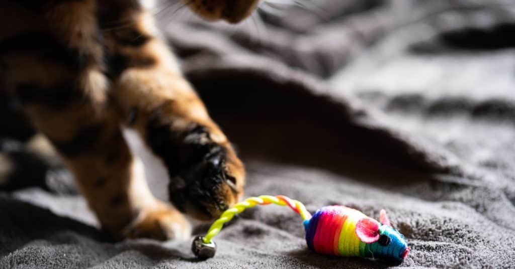 Play time is the best way to discipline a Bengal cat.