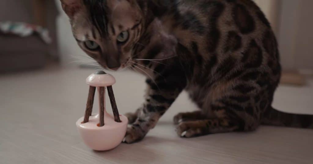 Bengal cat discovering matatabi sticks in an apartment.