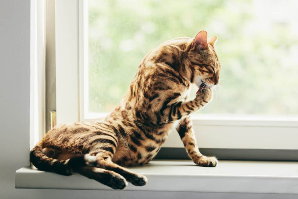 Bengal cats are good for apartments!