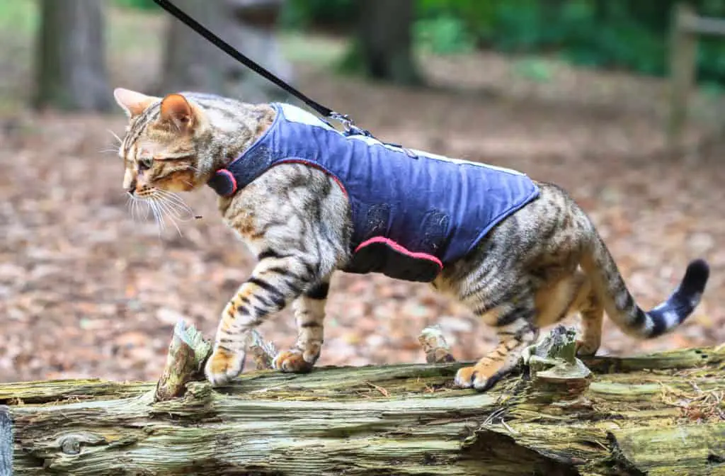 Bengal cat being taken outside for a walk!