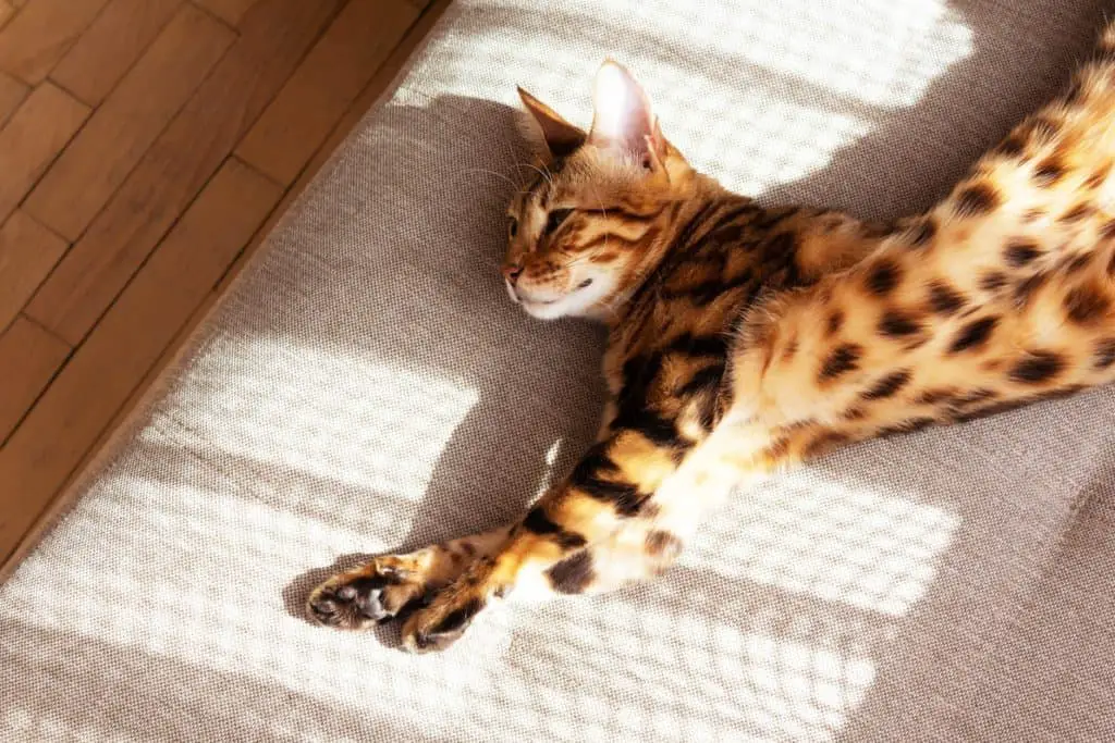 Bengal cat relaxing on the floor of an apartment.