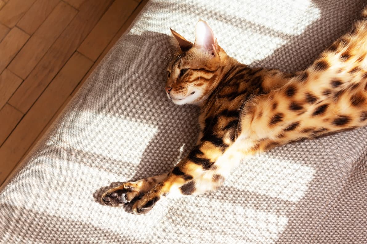 Are Bengal Cats Good for Apartments? monsieurtn