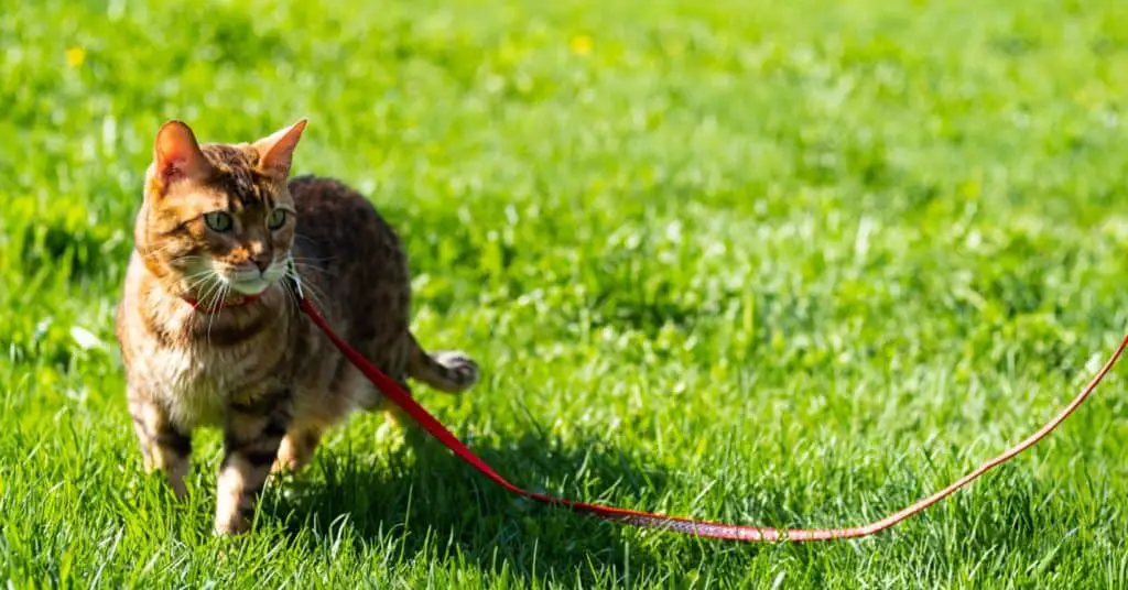 Instead of trying to discipline a Bengal cat, give them more stimulation through the form of controlled outdoor access!