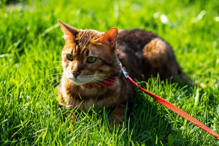 How To Stop a Bengal Cat (or Active Cats) From Biting monsieurtn