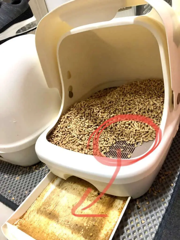 Pine pellet litter box.