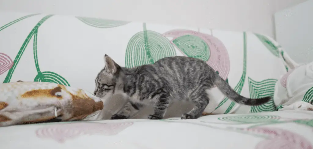 Couch covers are great ways to protect your furniture from cats.