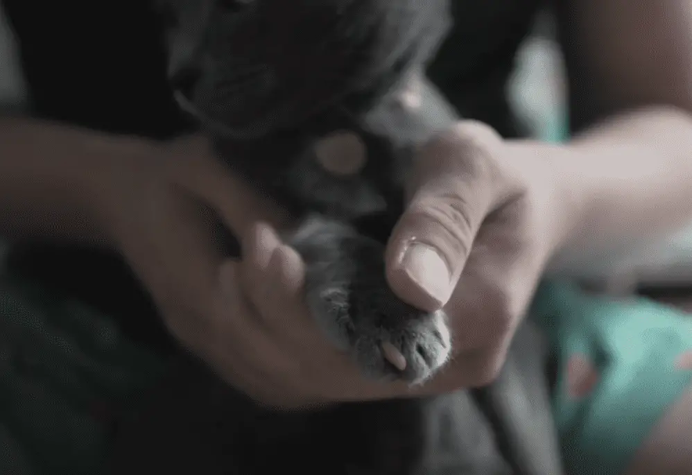 Nail caps can look very cute and dull your cat's claws.