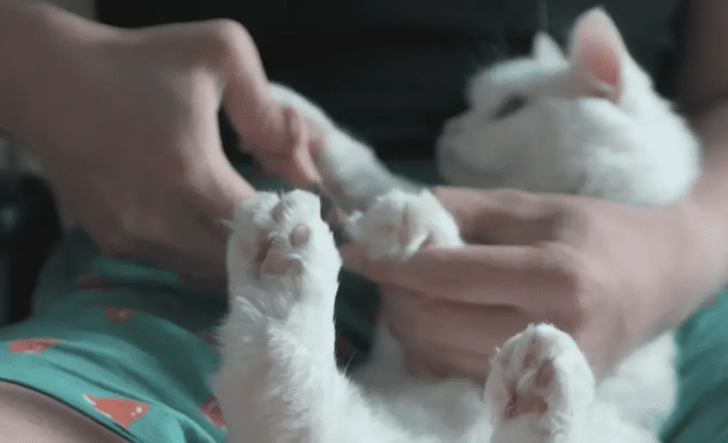 Scottish Straight cat getting her nail trimmed in an apartment.