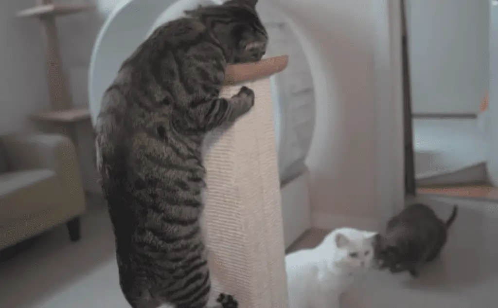 The proper scratching post allows cats to focus their claws.
