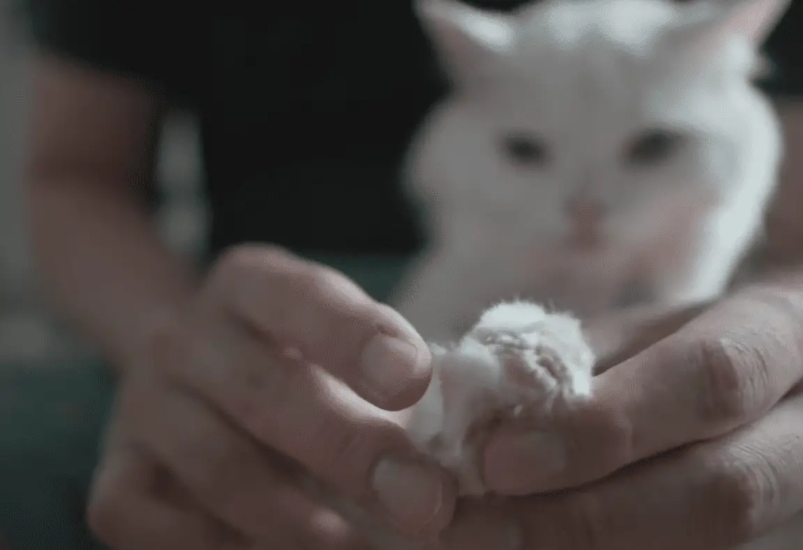 6 Real Tips to Stop Cat Litter Tracking (I Tried Them All!) monsieurtn