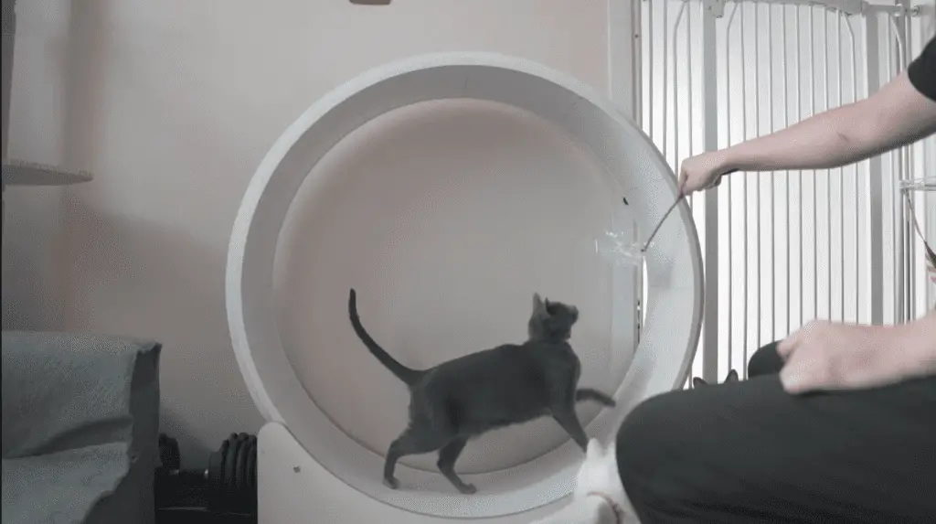 Russian Blue cat running on a cat wheel to entertain itself in an apartment.