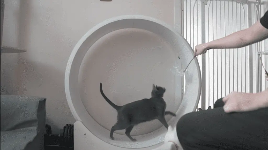 Cat running on cat wheel.