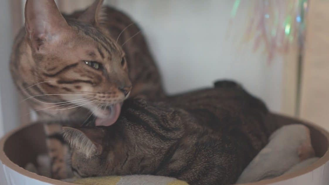 A Bengal cat and his domestic shorthair companion in an apartment.