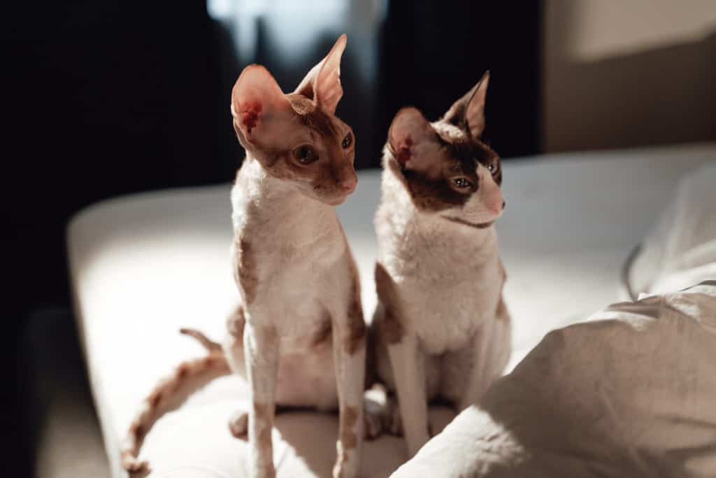 Male and female sphynx cats.