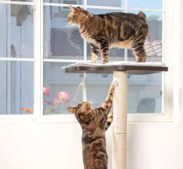 PETFUSION Ultimate Window Cat Perch (With Suction Cup Mounts)