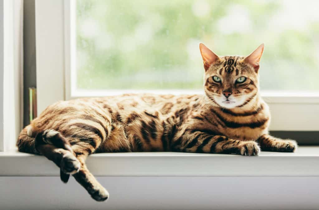 How To Keep A Bengal Cat Quiet