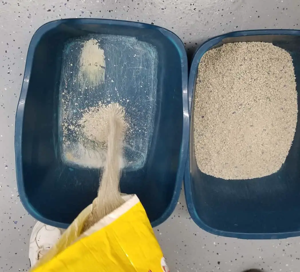 Complete Guide to Pine Pellet Litter monsieurtn