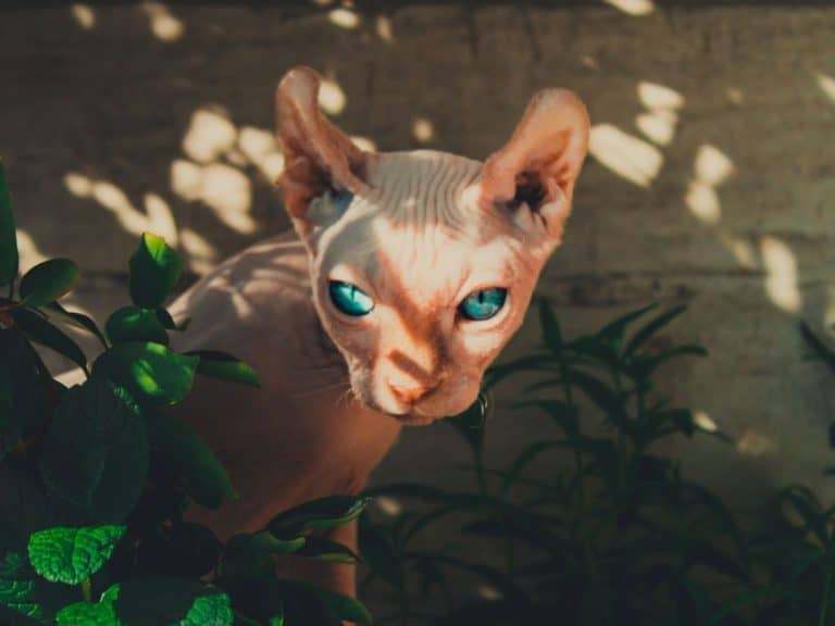 Are Sphynx Cats Good For Apartments? Complete Guide!