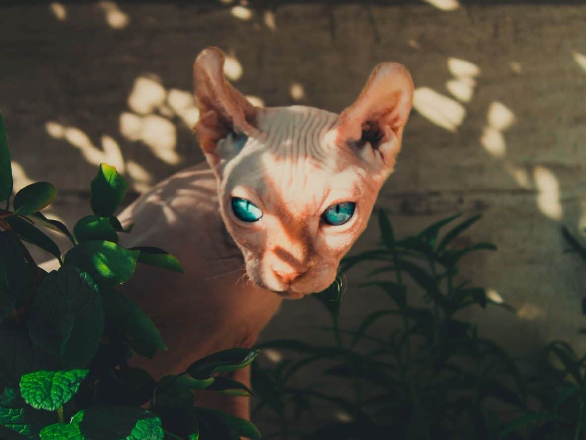 Sphynx cat portrait.