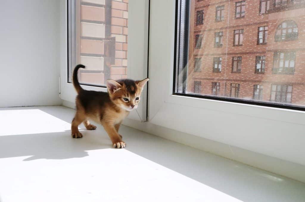 Abyssinian kitten exploring the apartment.