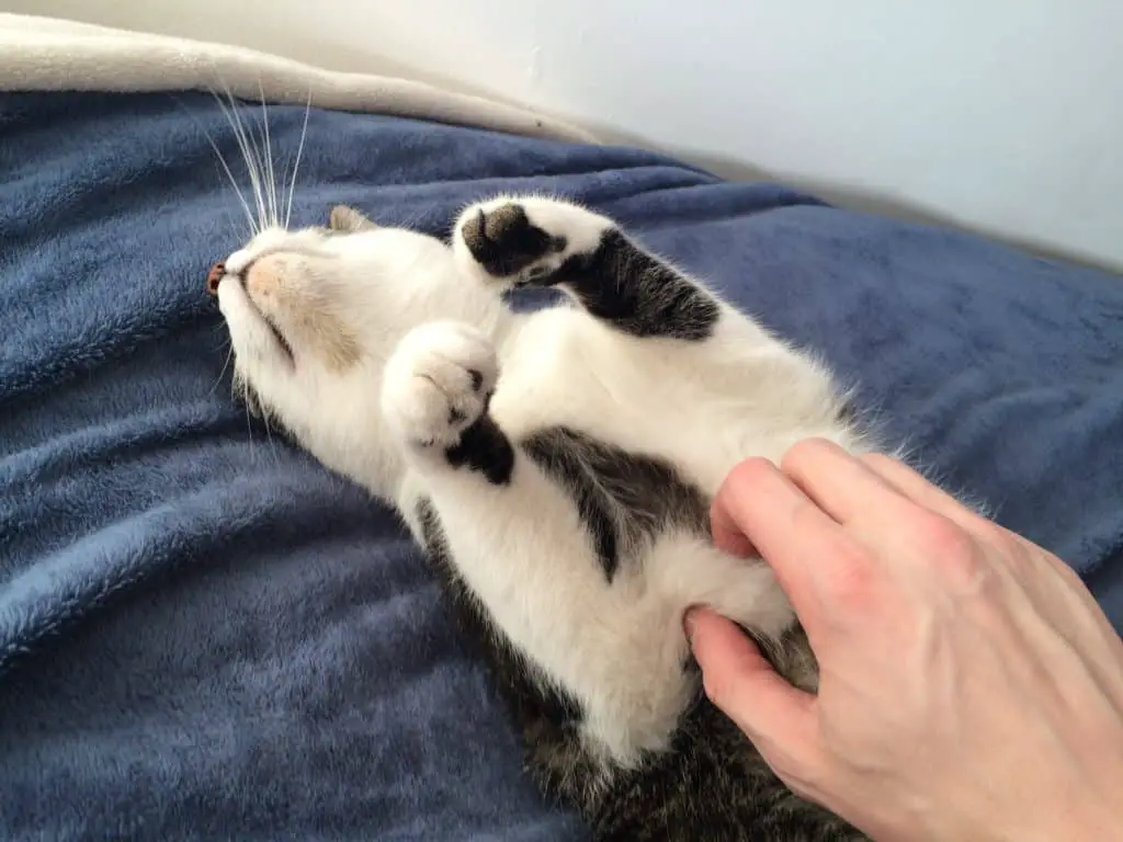 An adult cat enjoying a belly rub.