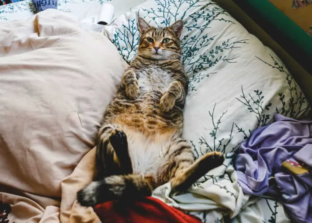 A large cat exposing their belly.
