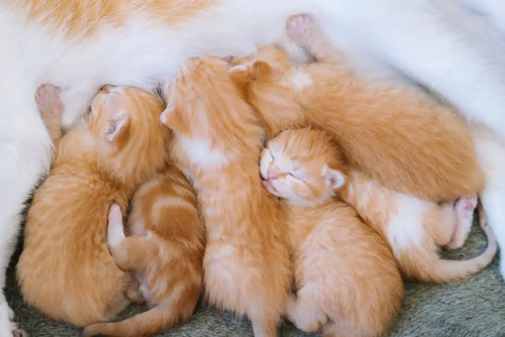 1-2 week old kittens suckling their mother.