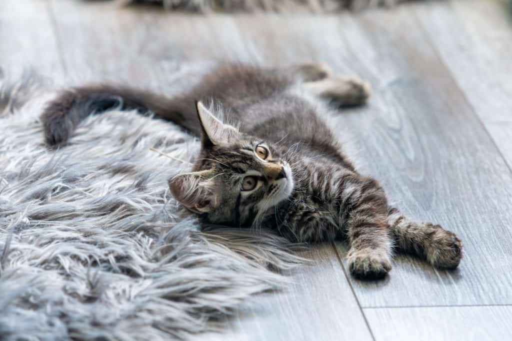 Couple of month old kitten lounging on the living room floor. Ready to play.