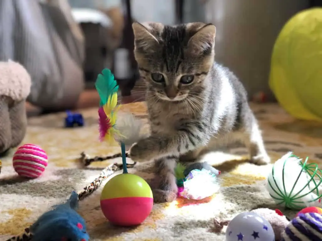 small kitten playing with toys.