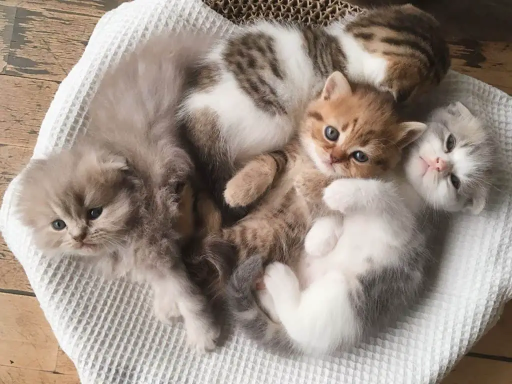 3-5 week old kittens lounging in a basket.