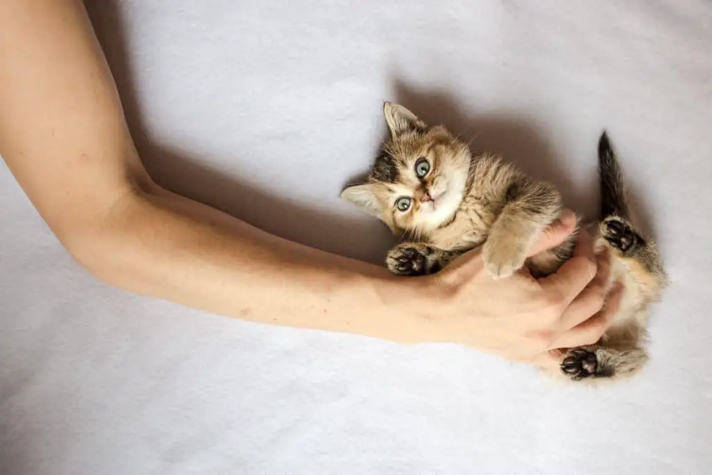 Kitten being belly rubbed.