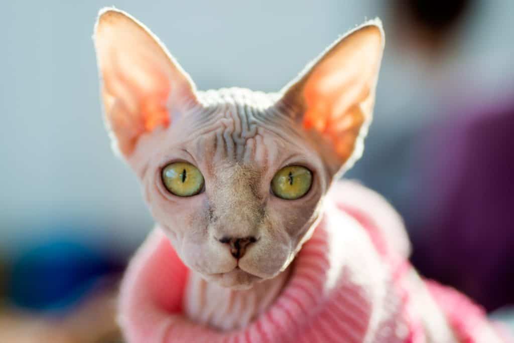 Sphynx cat in apartment wearing a thick pink sweater.