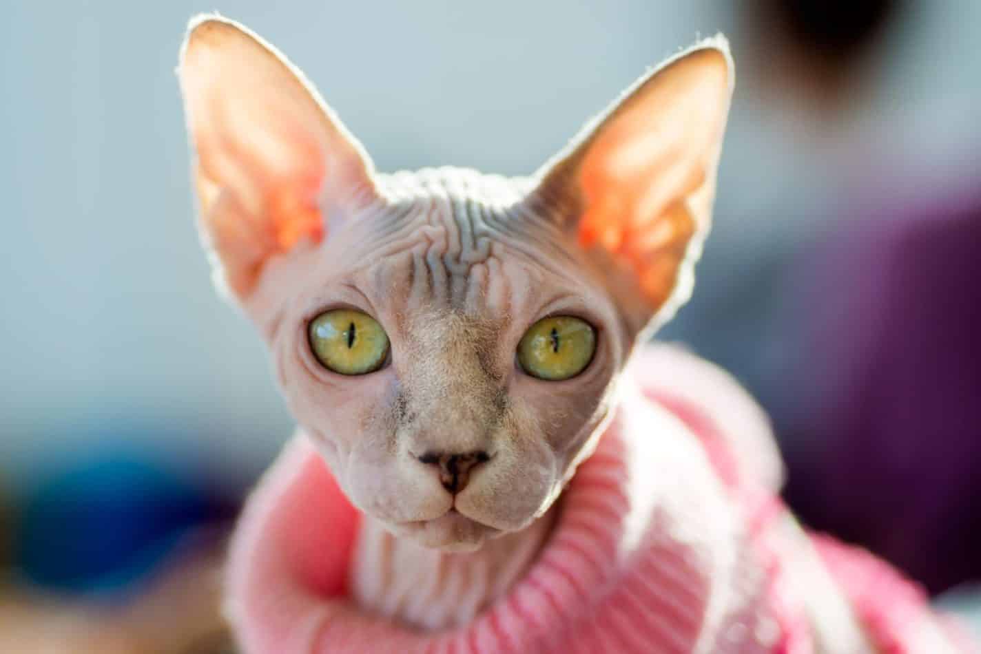 Are Sphynx Cats Good For Apartments? Complete Guide! monsieurtn