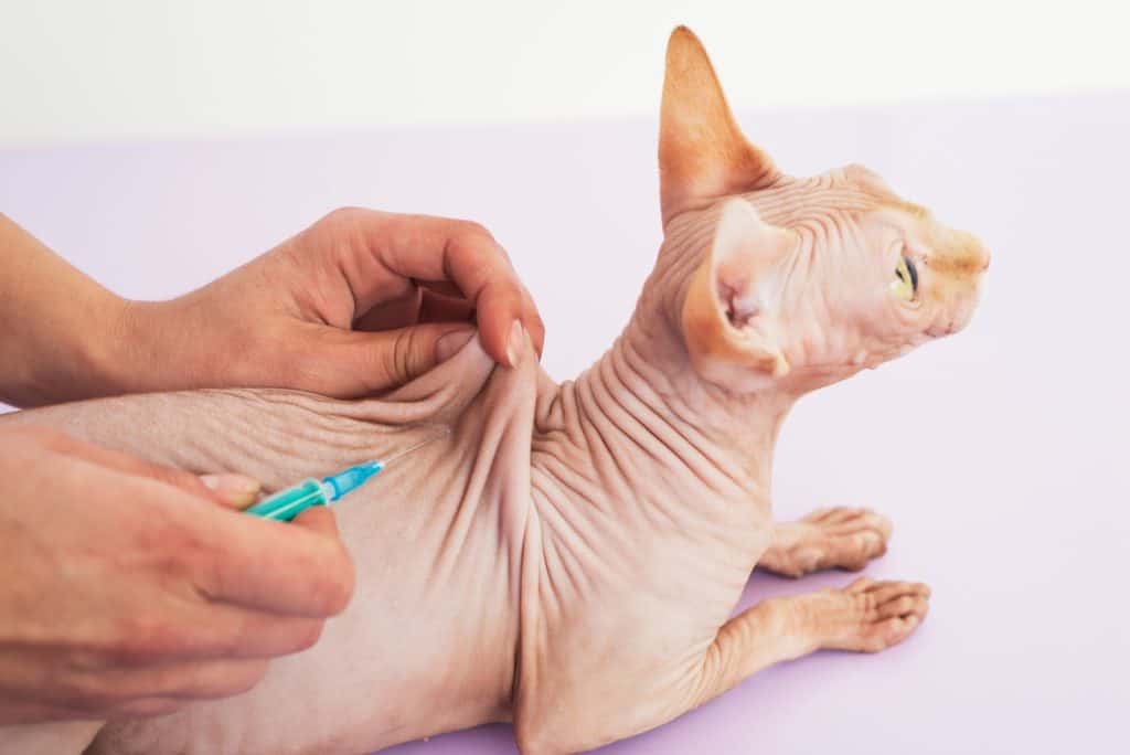Sphynx cat getting an injection or vaccine.