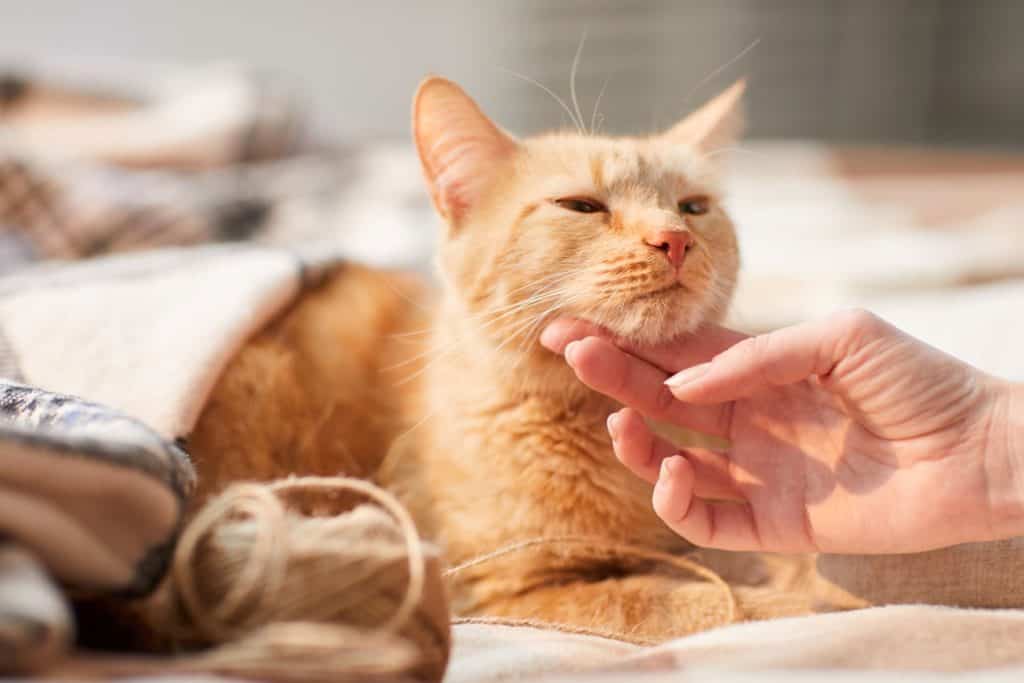 A good example of how to approach touching and stroking a cat.