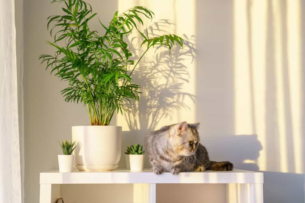 Cat on a table in a small apartment.