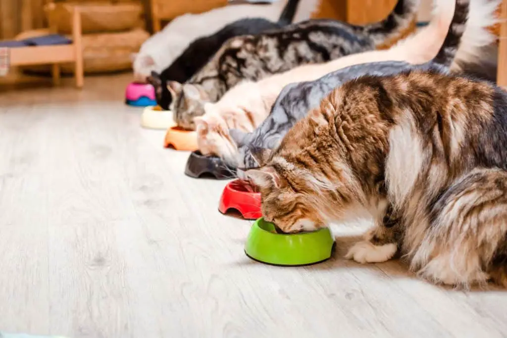 6 cats eating together during mealtime.