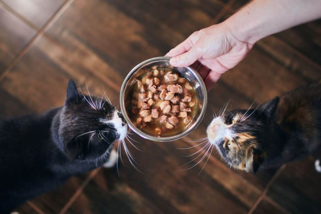 cats waiting for their first mealtime