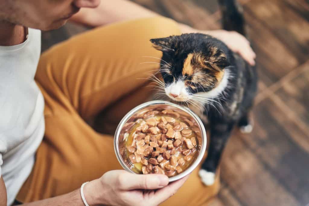 Cat looking at a bowl of wet food during its scheduled mealtime.