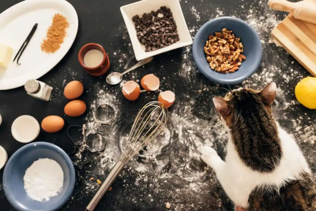 Cat making a mess on the kitchen counter.