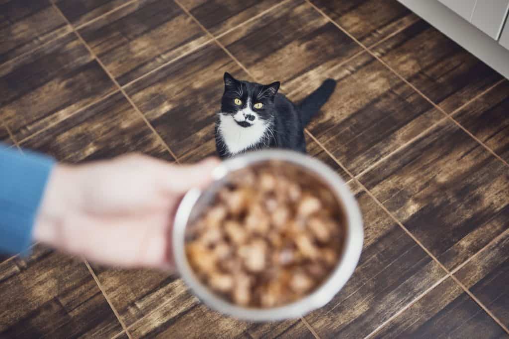 A cat's human prepares food for his mealtime.