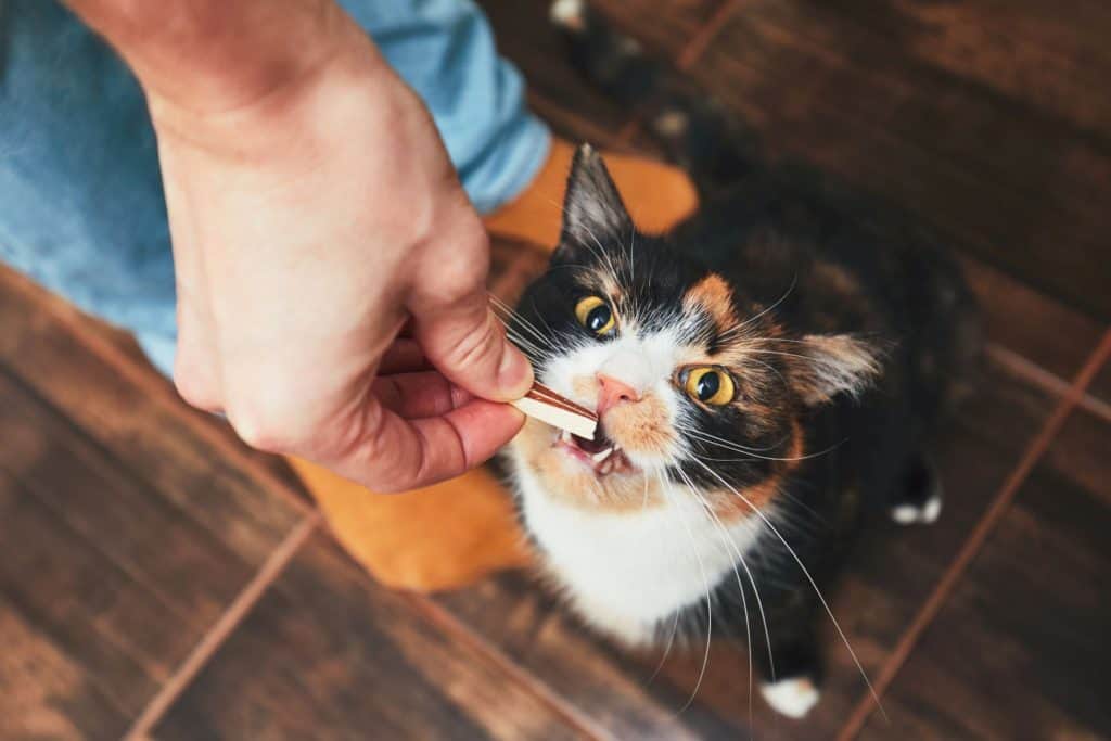 cat eating a snack