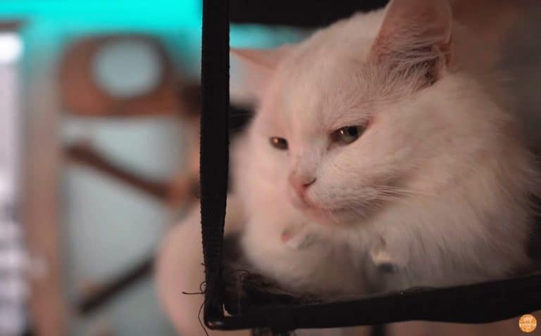 Why Is My Cat Obsessed With One Room?