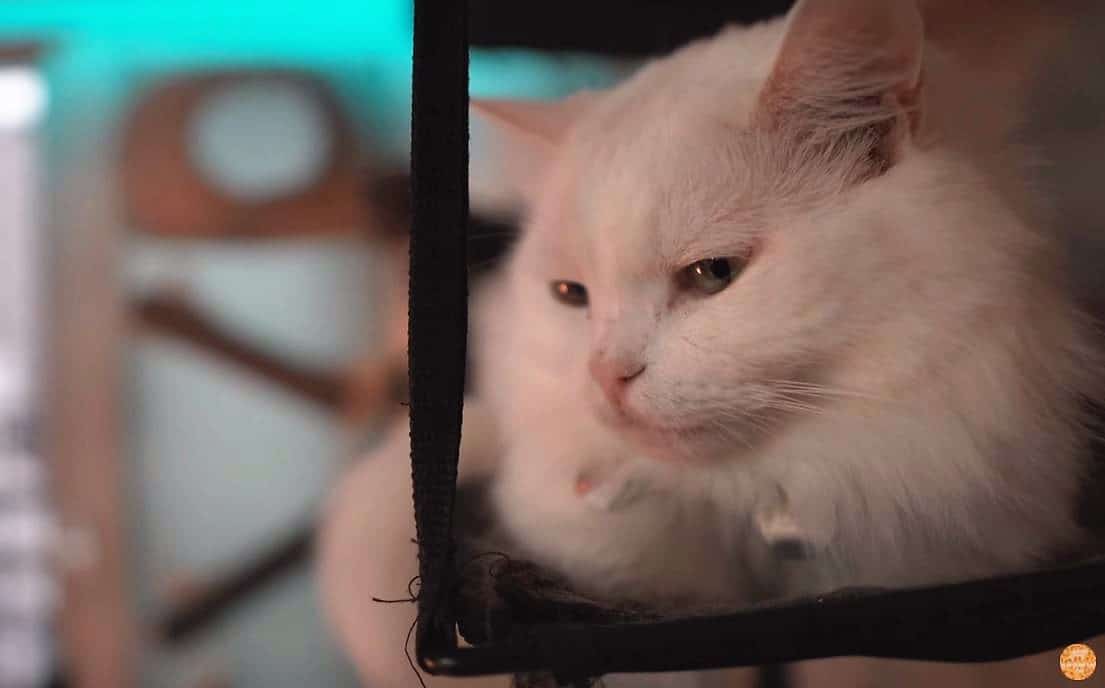 Why Is My Cat Obsessed With One Room? monsieurtn