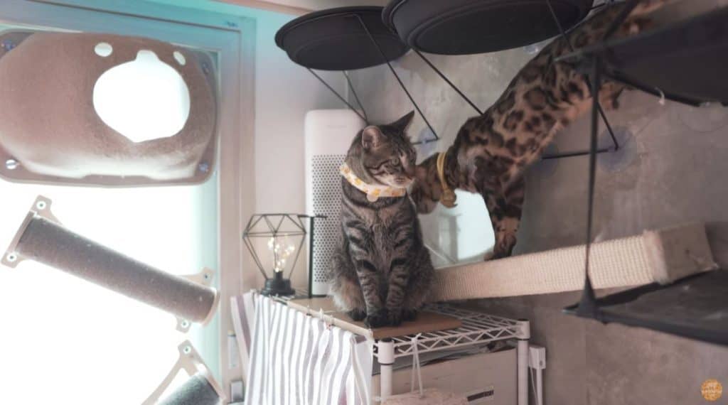 Cats climbing on a rack in the living room.