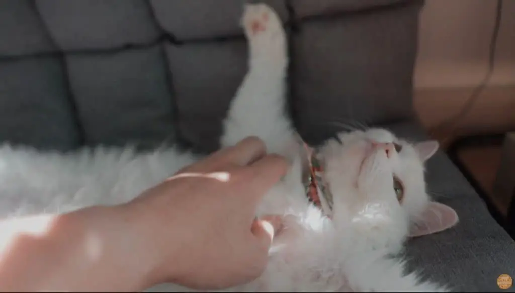 Cat spreading her arms for a belly rub.