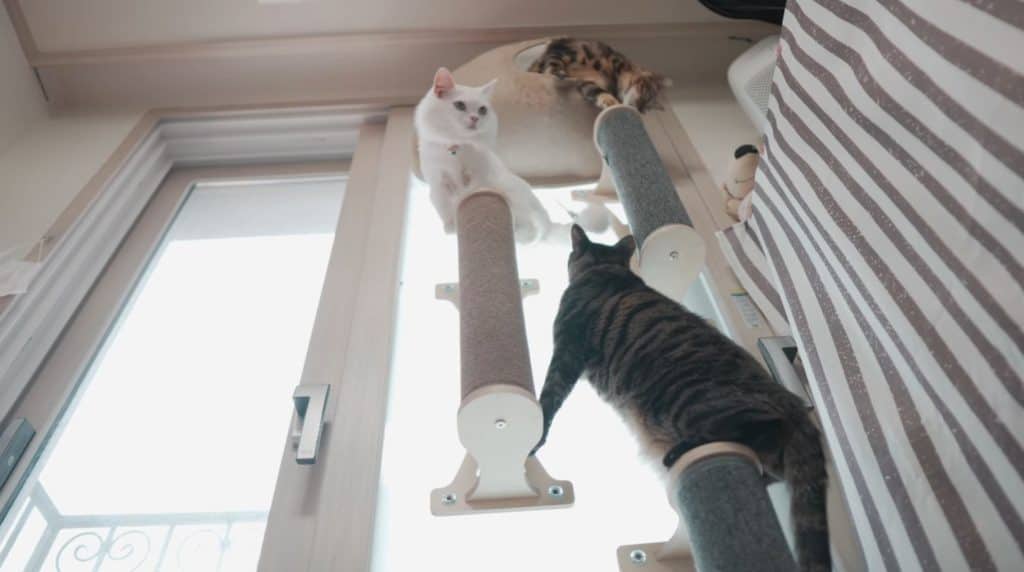 3 cats, including a Bengal cat, playing on some cat furniture.