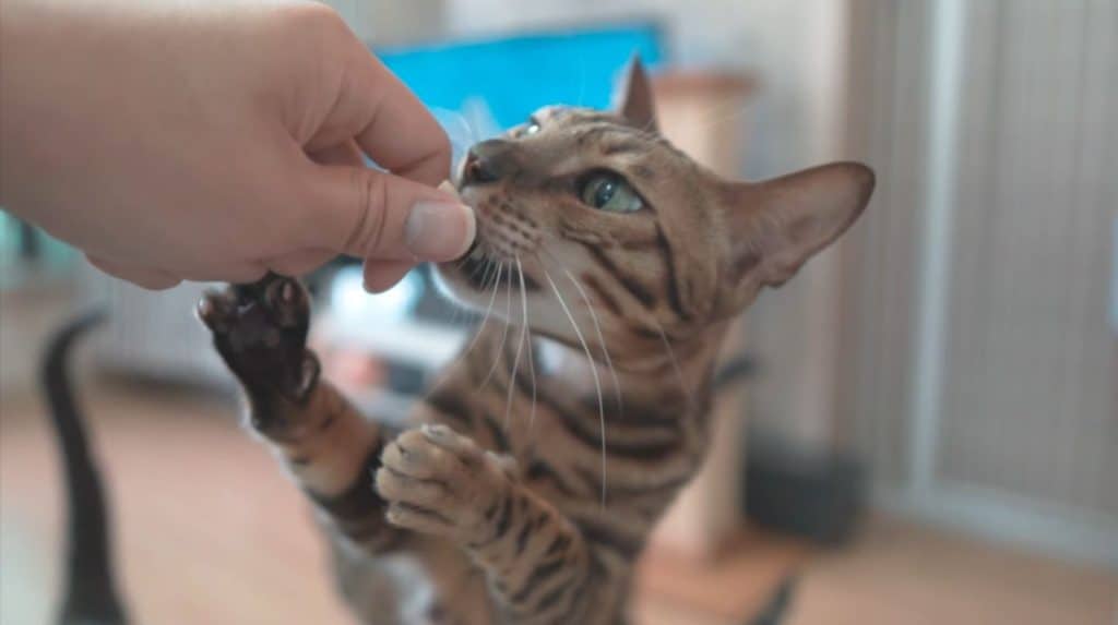 Bengal cat being hand fed.